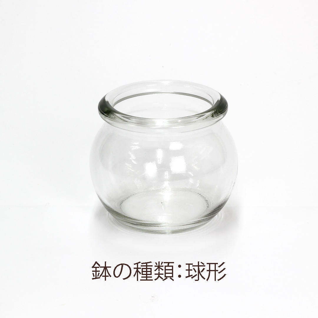 【鉢が選べる・色が選べる】プチドルチェ　ピュアライト植え　【シェフレラ】