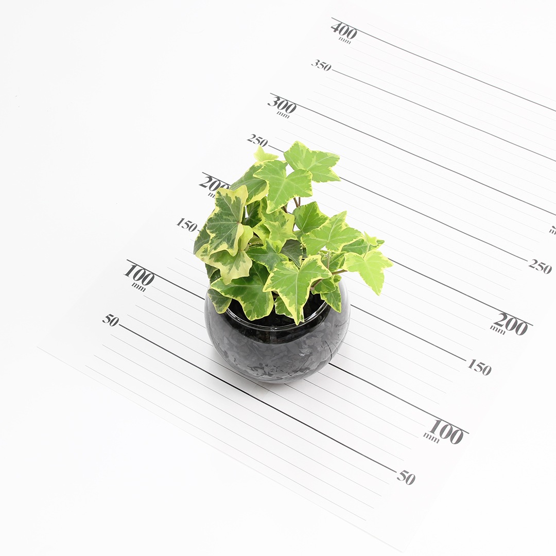 バルンボール100　炭植え【ヘデラ（アイビー）】販売時期：12月頃-5月頃