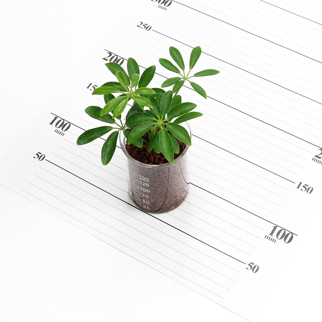プチビーカーM150ml ハイドロコーン植え【シェフレラ】