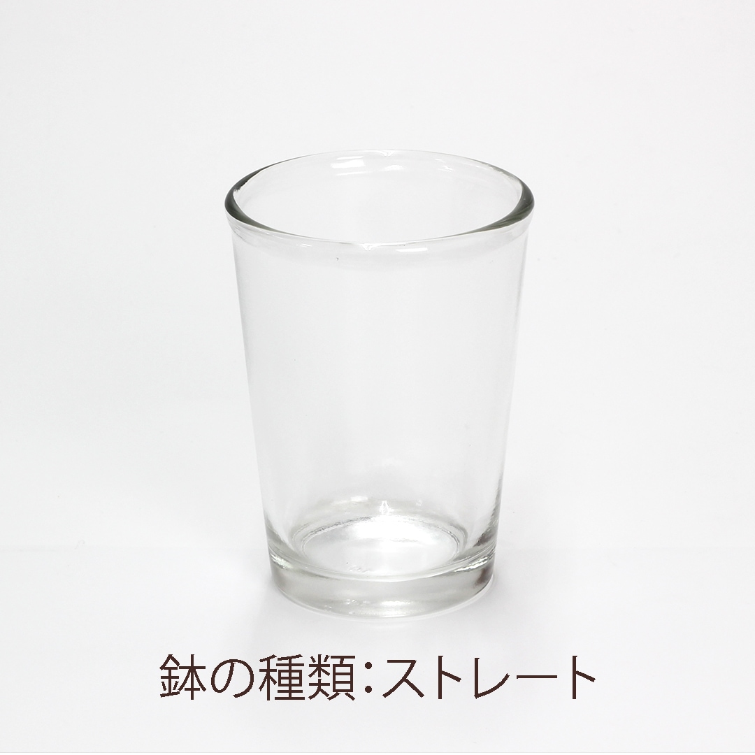 【鉢が選べる・色が選べる】プチドルチェ ピュアライト植え 【コルジリネ】