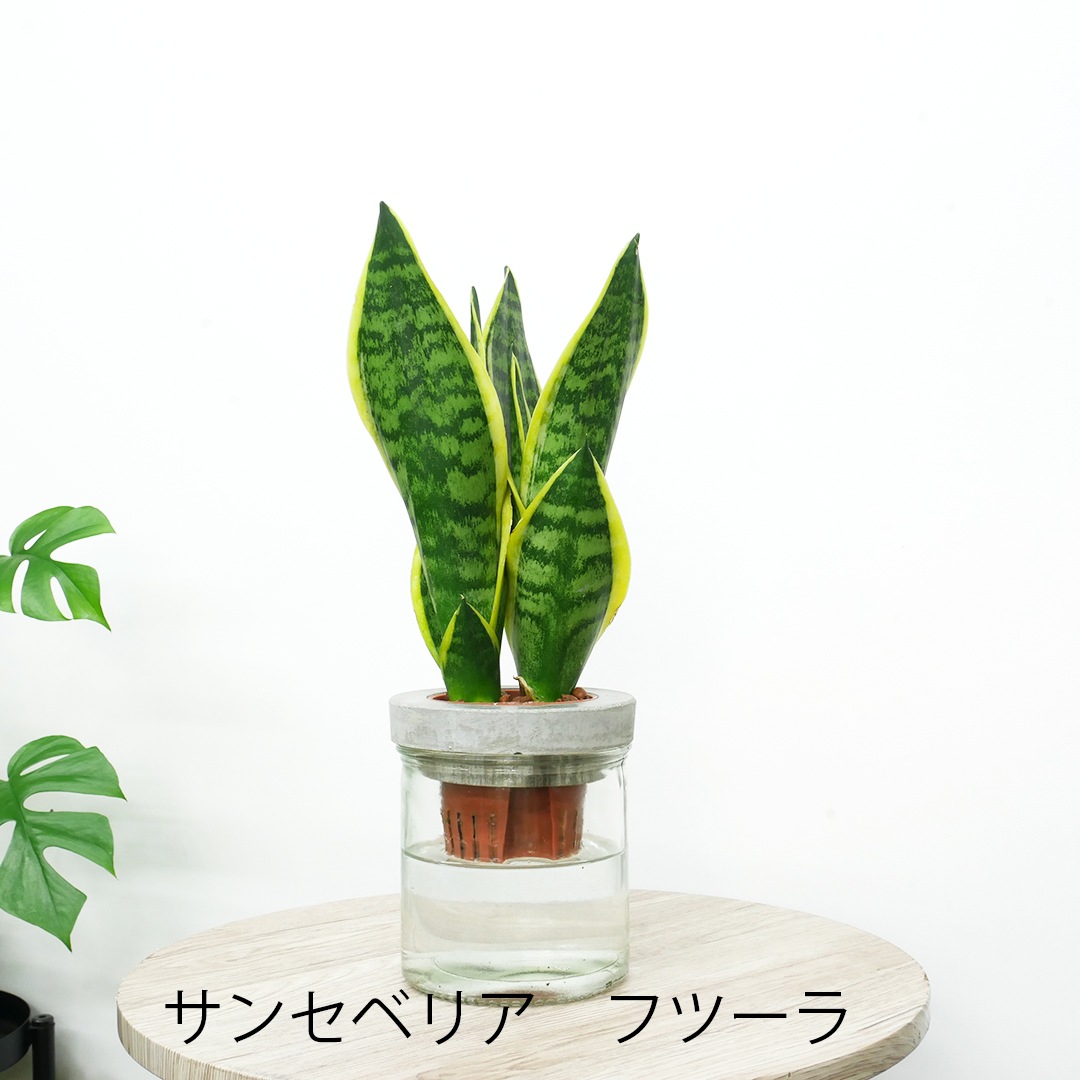 【選べるグリーン】NEOモルタルシリンダー