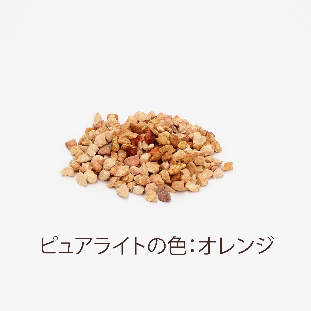 【鉢が選べる・色が選べる】プチドルチェ　ピュアライト植え　【サンセベリア　バキュラリス】