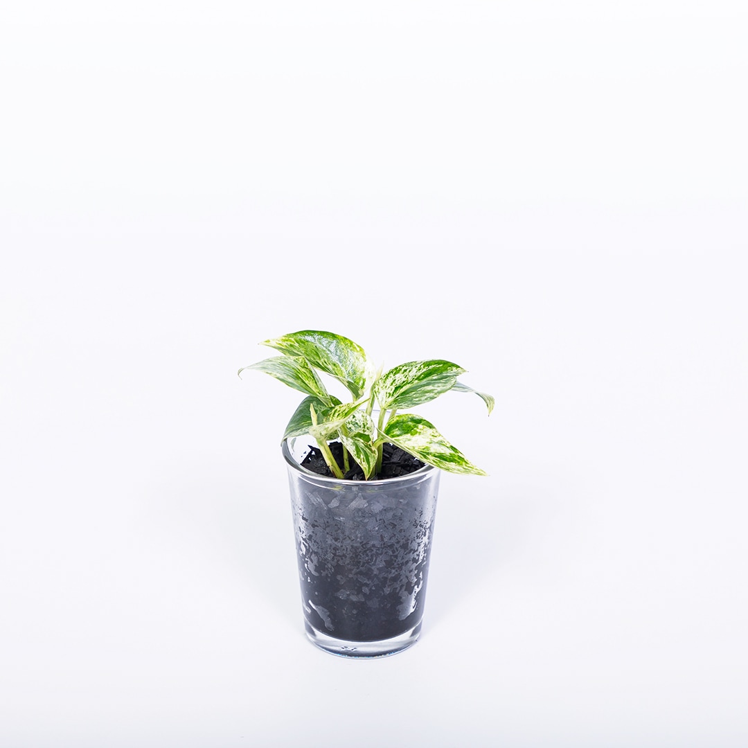 【鉢が選べる】プチドルチェ 炭植え【ポトス マーブルクイーン】