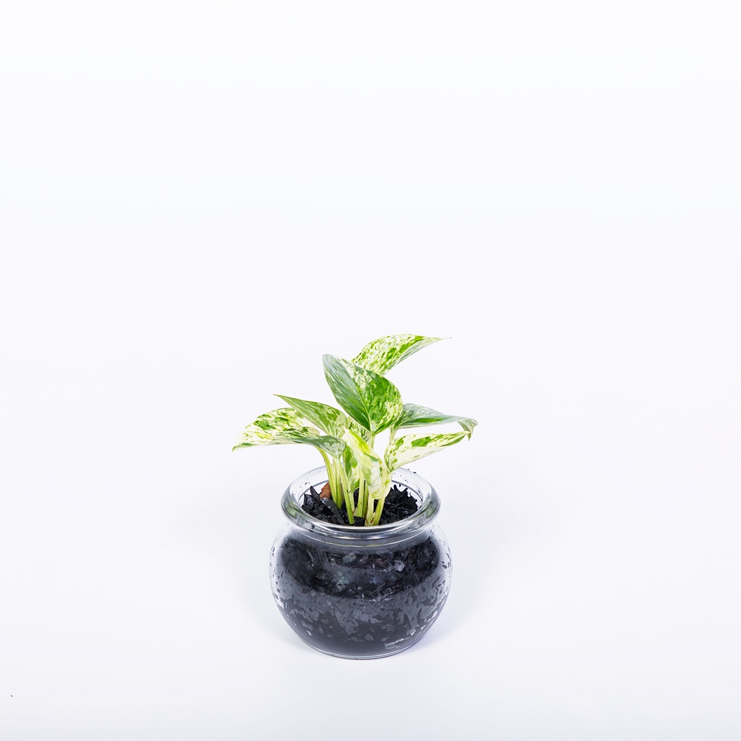 【鉢が選べる】プチドルチェ 炭植え【ポトス マーブルクイーン】