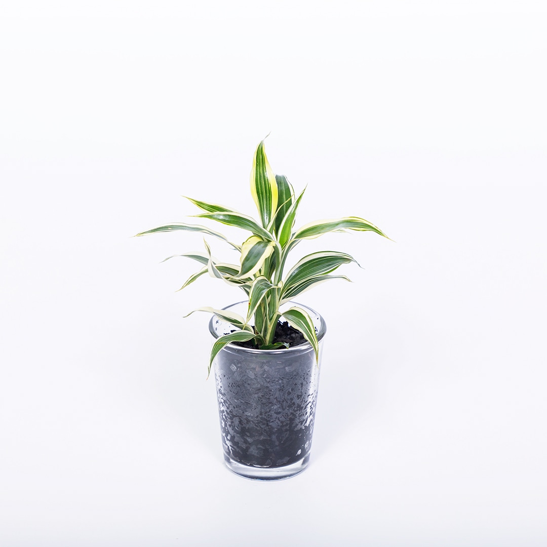 【鉢が選べる】プチドルチェ 炭植え【サンデリアーナ】