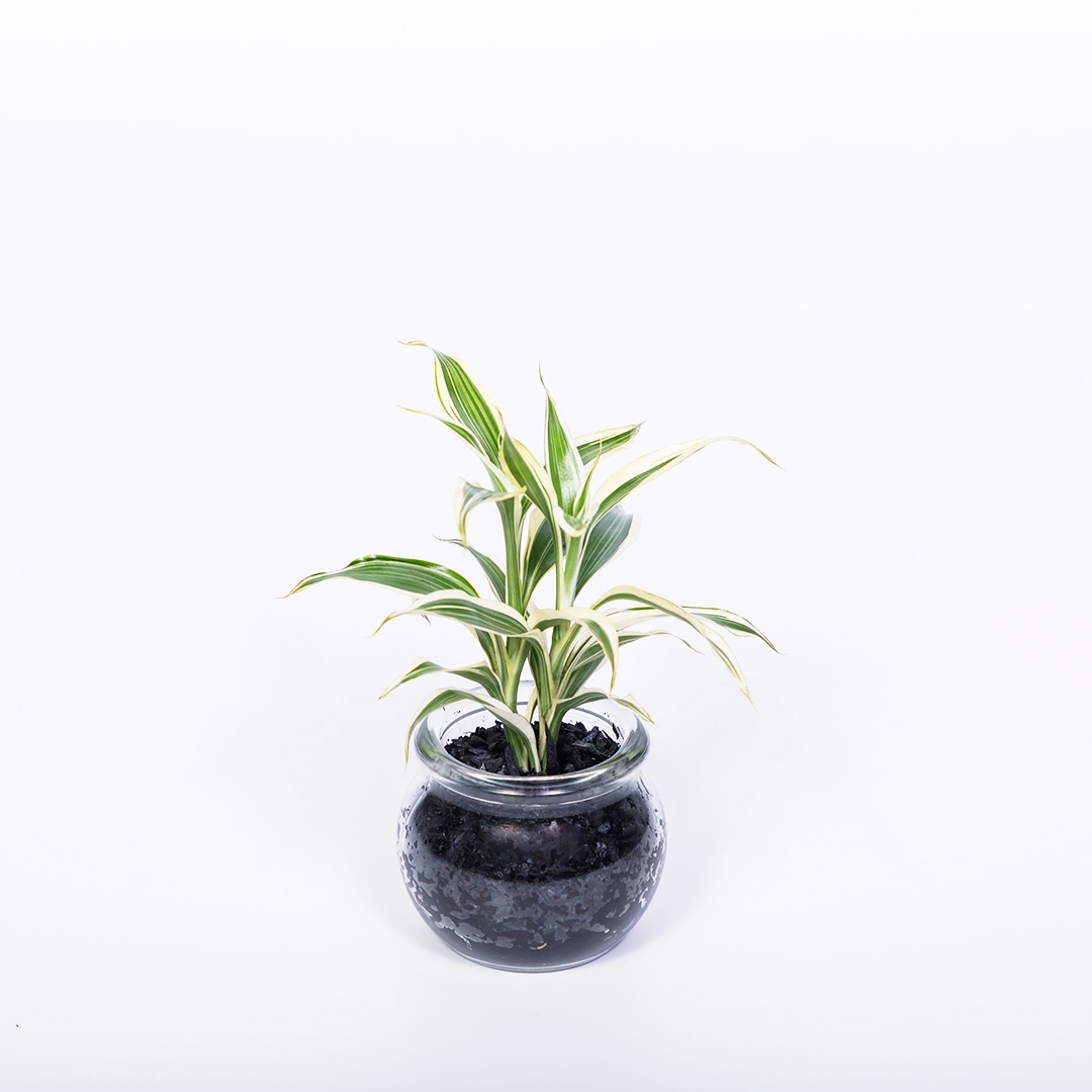 【鉢が選べる】プチドルチェ 炭植え【サンデリアーナ】