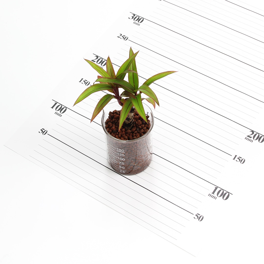 プチビーカーM150ml ハイドロコーン植え【コルジリネ】