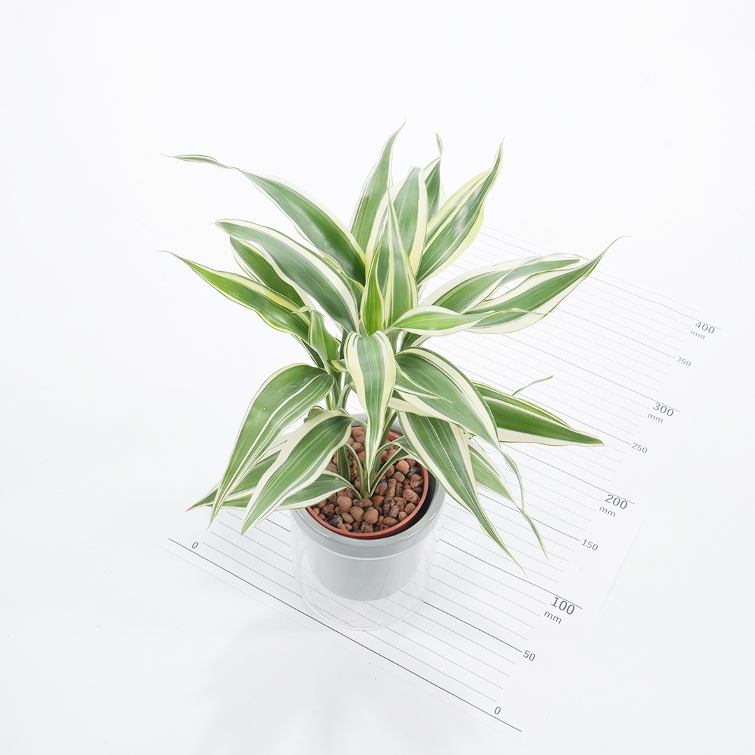 【色が選べる】NEOルーツ100【サンデリアーナ ホワイト】