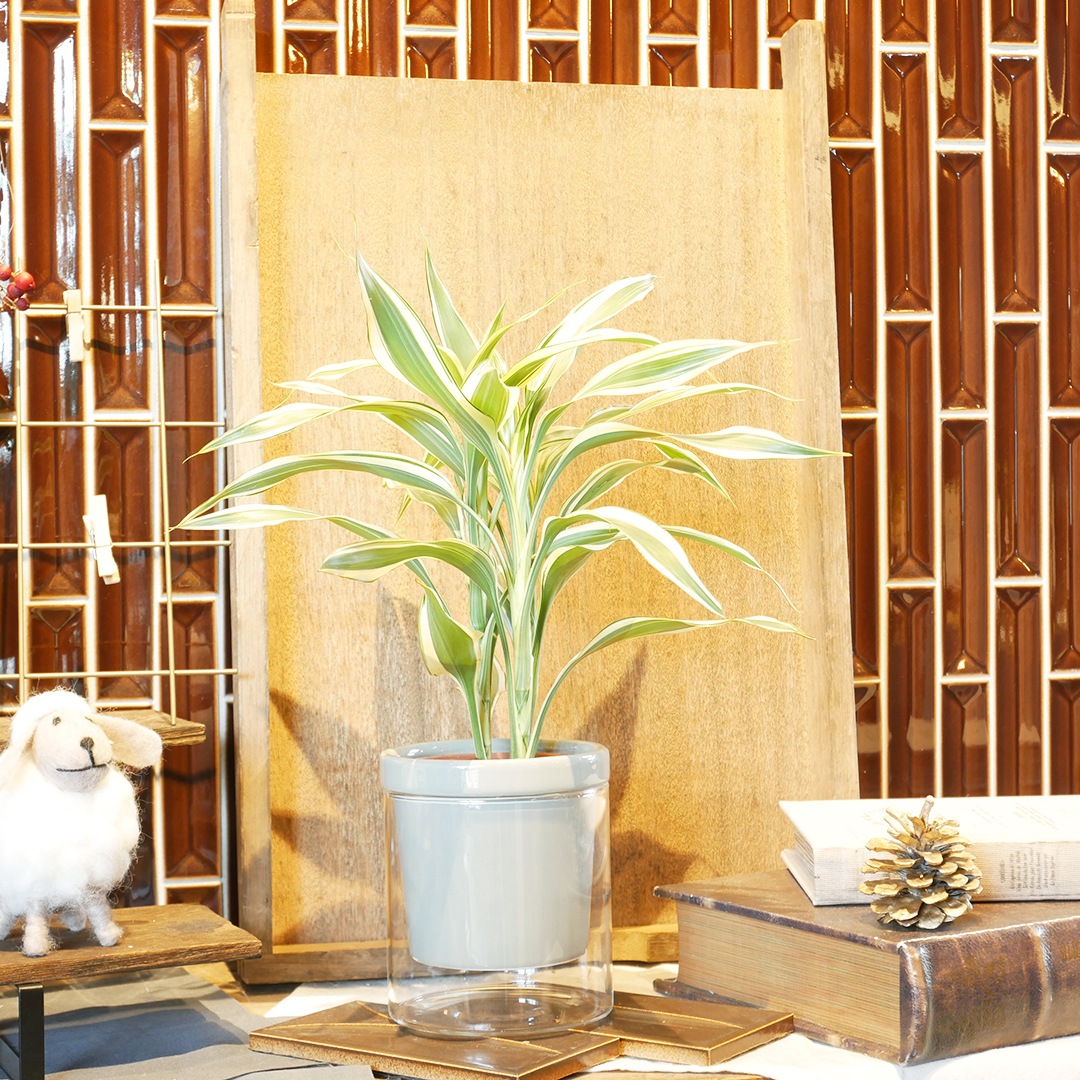 【色が選べる】NEOルーツ100【サンデリアーナ ホワイト】