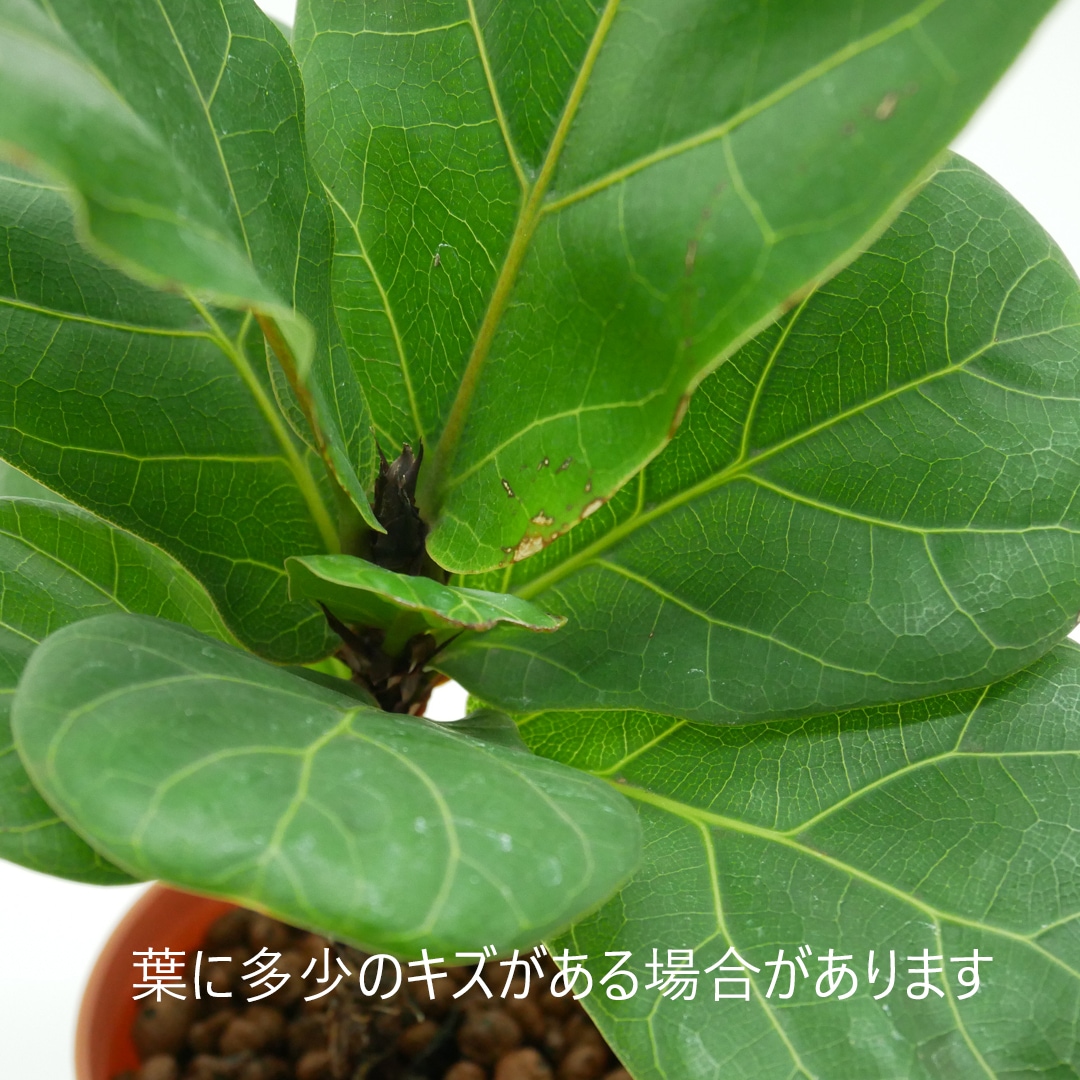 確認！！フィカスバンビーノ カシワバゴム 高さ155cm 確認！！フィカスバンビーノ カシワバゴム 高さ155cm 確認