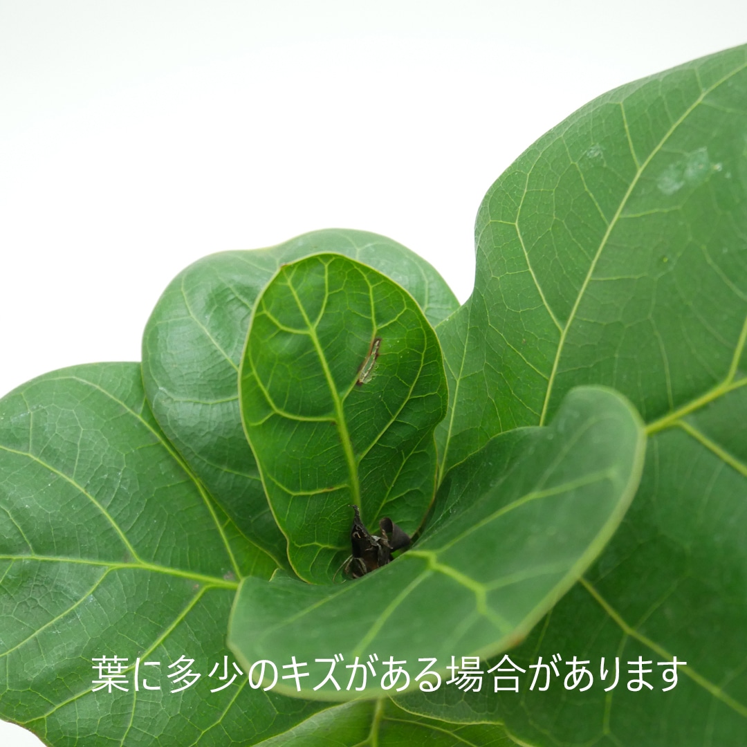 ハイミニ苗（9Φ・3号）フィカス バンビーノ（カシワバゴム