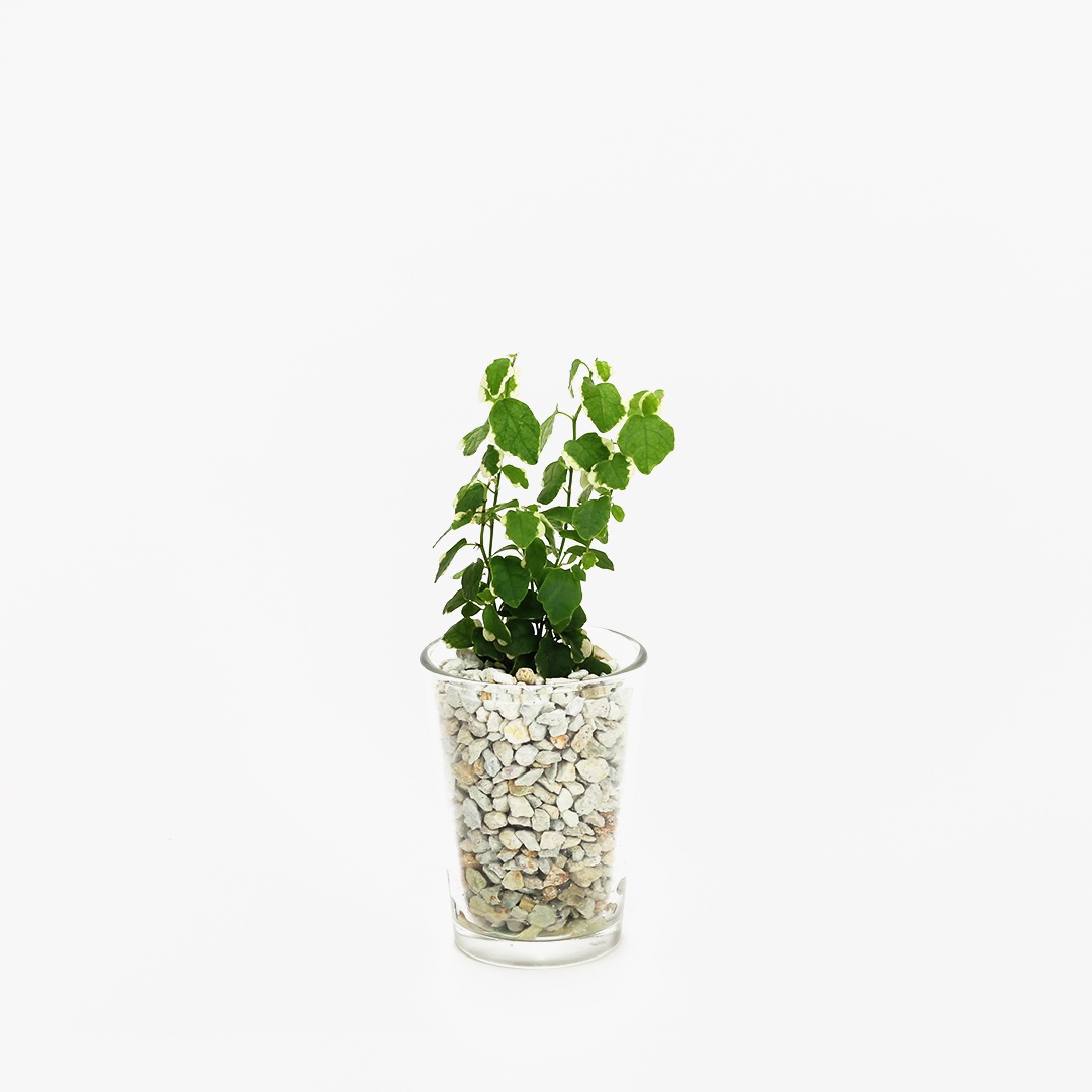 【鉢が選べる・色が選べる】プチドルチェ　ピュアライト植え　【フィカス プミラ サニーホワイト】