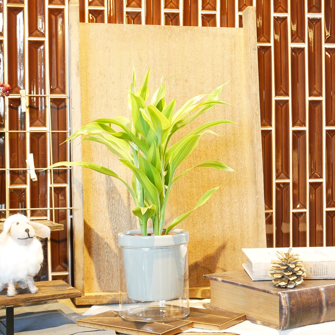 【色が選べる】NEOルーツ100【サンデリアーナ ゴールド】