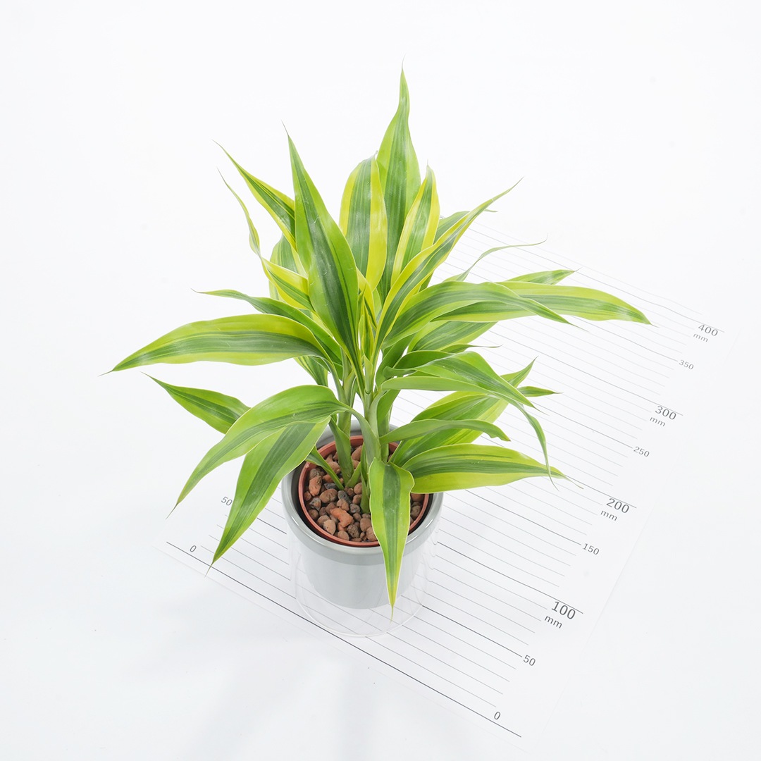 【色が選べる】NEOルーツ100【サンデリアーナ ゴールド】