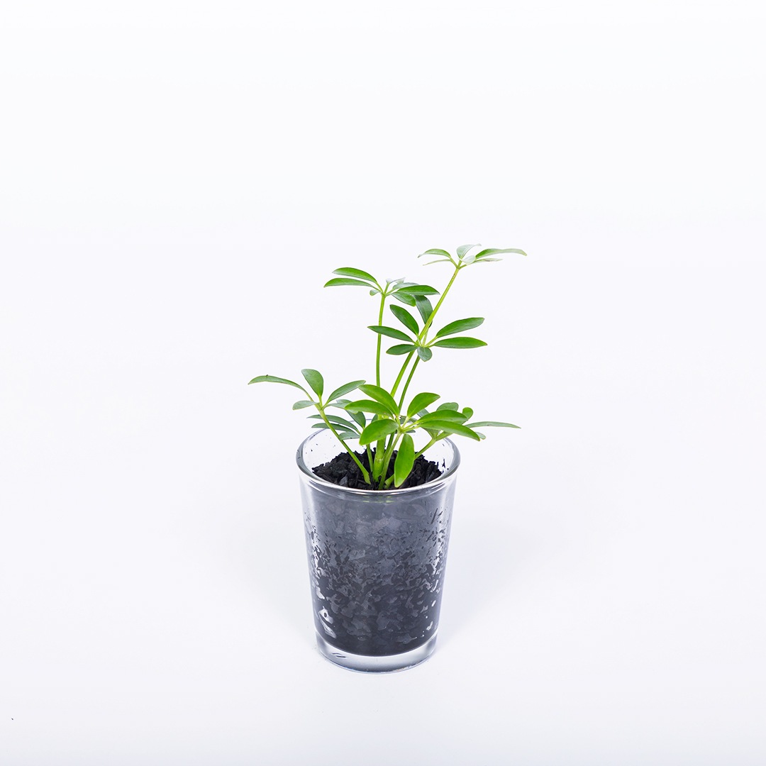 【鉢が選べる】プチドルチェ　炭植え【シェフレラ】