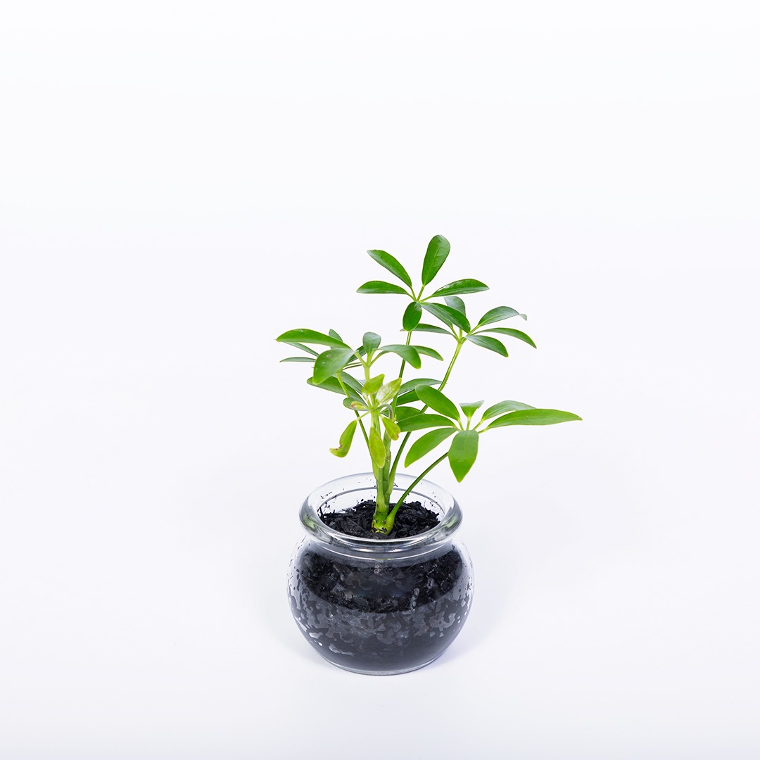 【鉢が選べる】プチドルチェ　炭植え【シェフレラ】