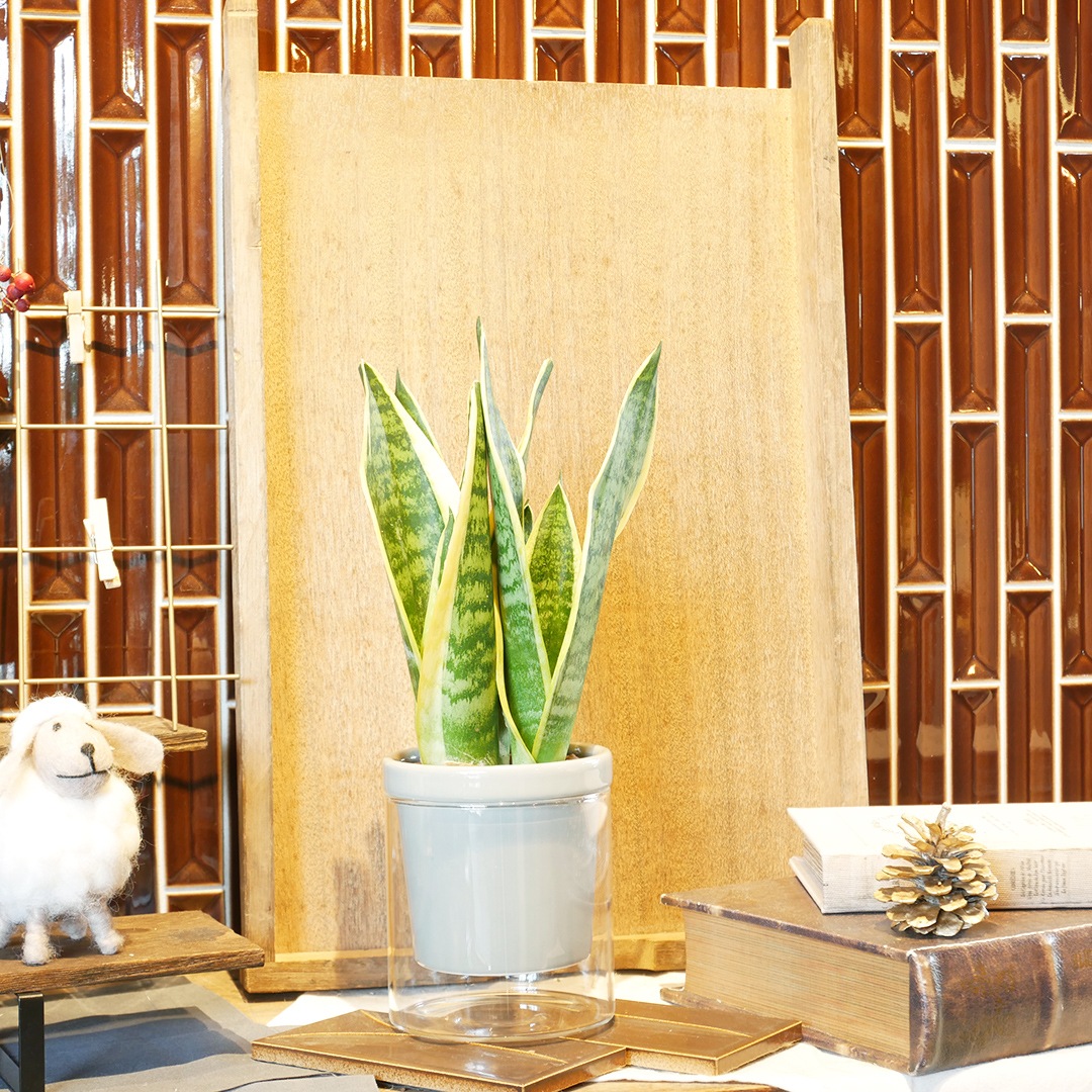 【色が選べる】NEOルーツ100【サンセベリア フツーラ】