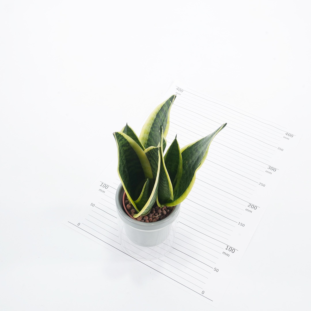 【色が選べる】NEOルーツ100【サンセベリア フツーラ】