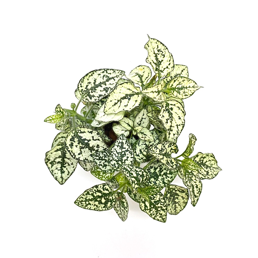 キュート苗（6Φ・2号）ヒポエステス ホワイト