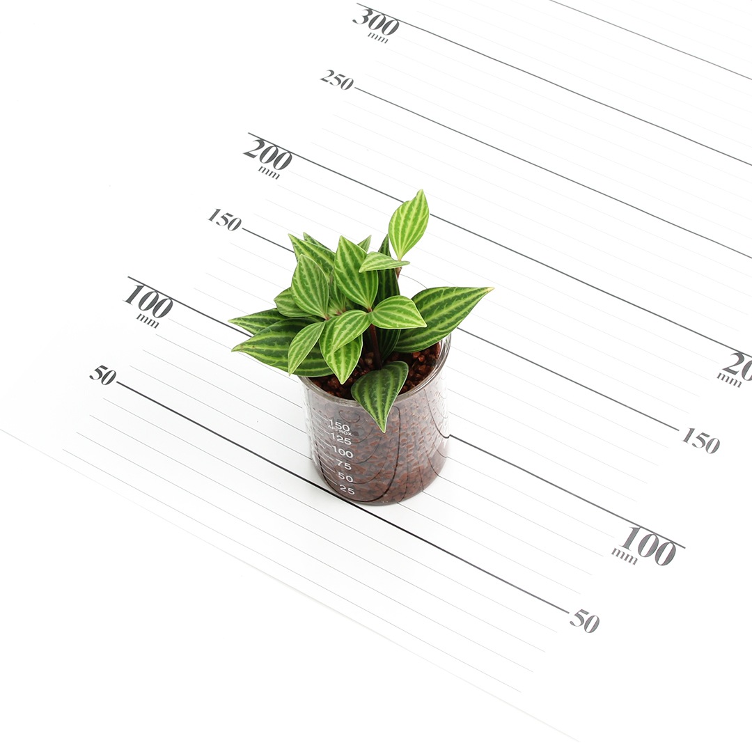 プチビーカーM150ml　ハイドロコーン植え【ペペロミア　プテオラタ】