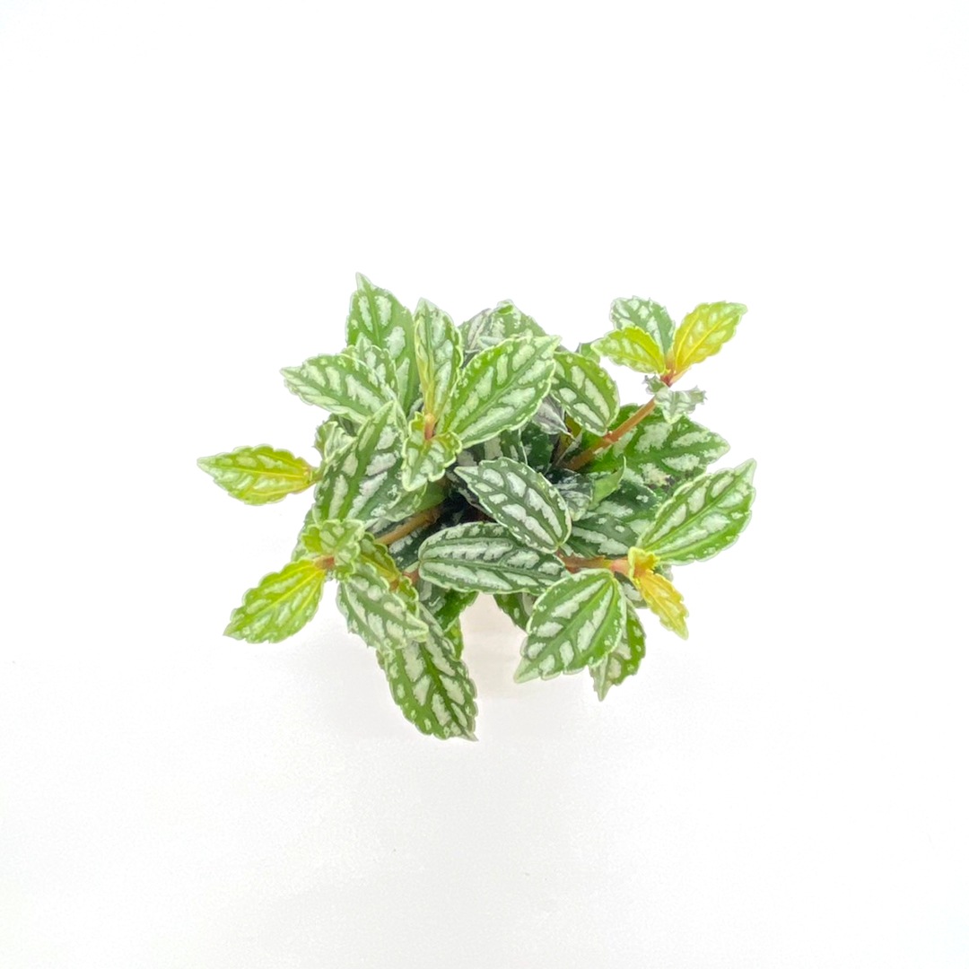 キュート苗（6Φ・2号）ピレア カディエレイ