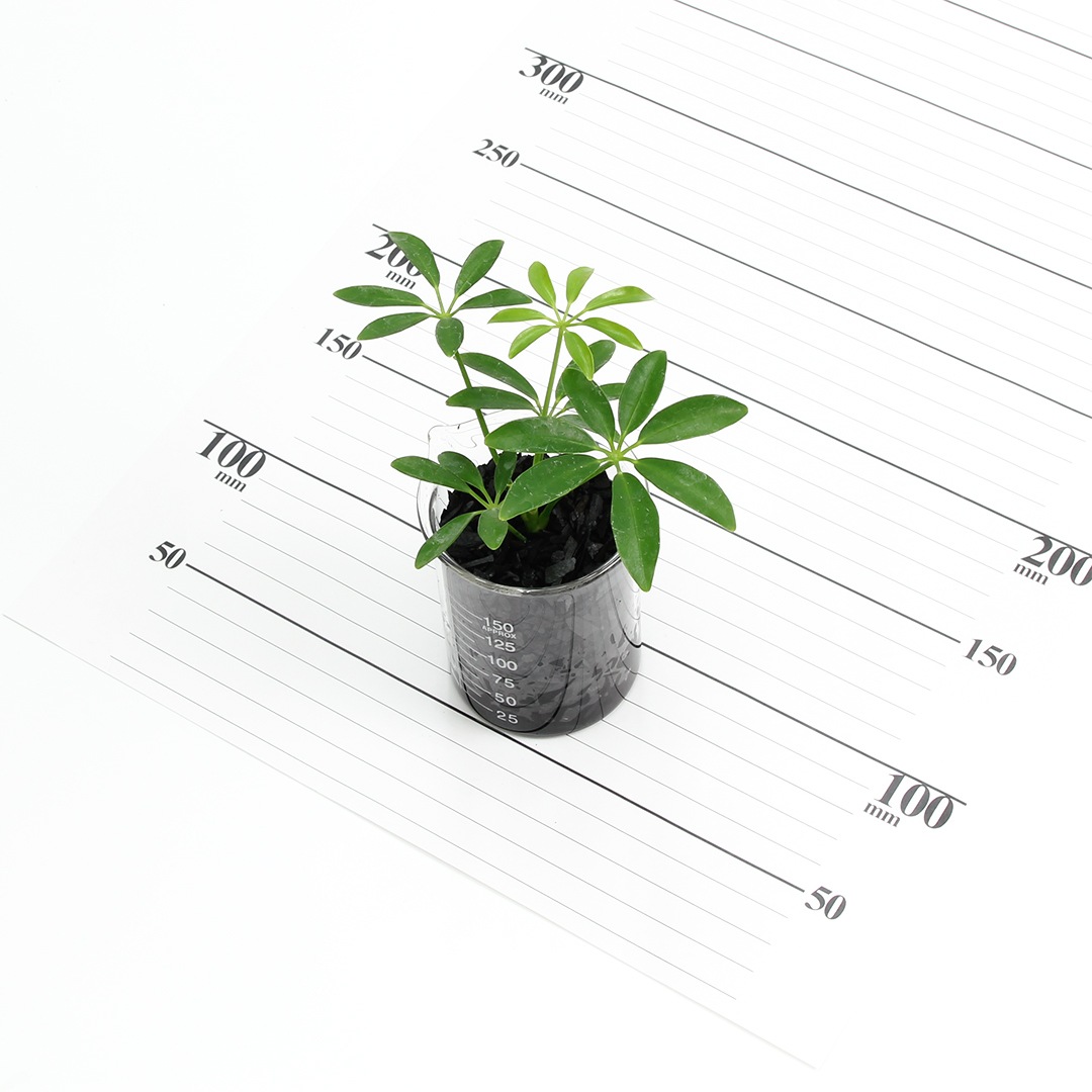 プチビーカーM150ml　炭植え【シェフレラ】