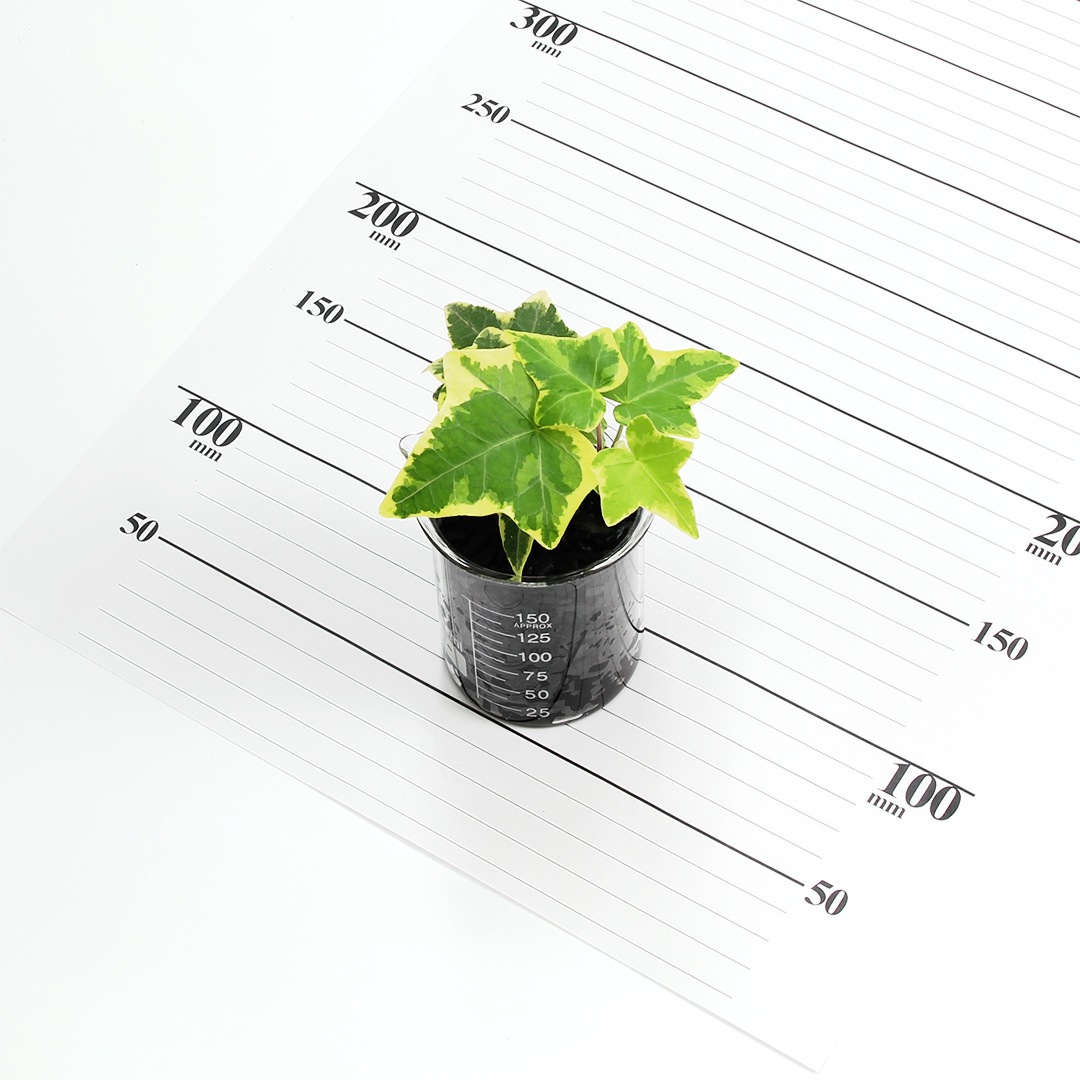 プチビーカーM150ml　炭植え【ヘデラ（アイビー）】販売時期：12月頃-5月頃