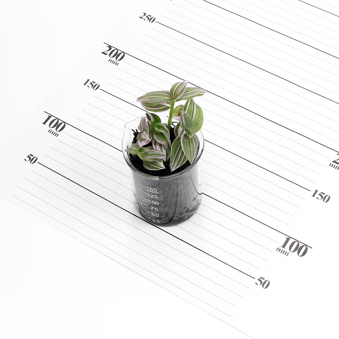 プチビーカーM150ml　炭植え【トラディスカンチア　ラベンダー】