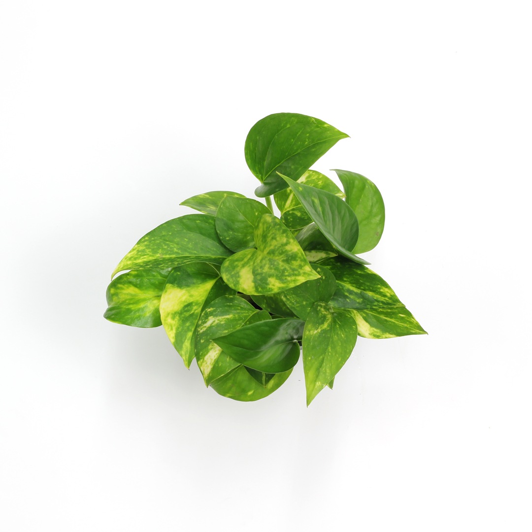 キュート苗（6Φ・2号）ポトス ゴールド