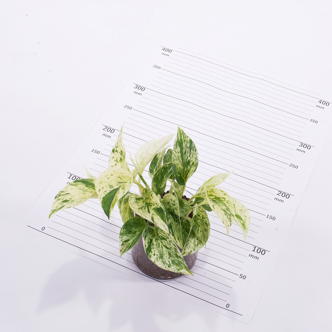 サークル80 ハイドロコーン植え【ポトス マーブルクィーン】