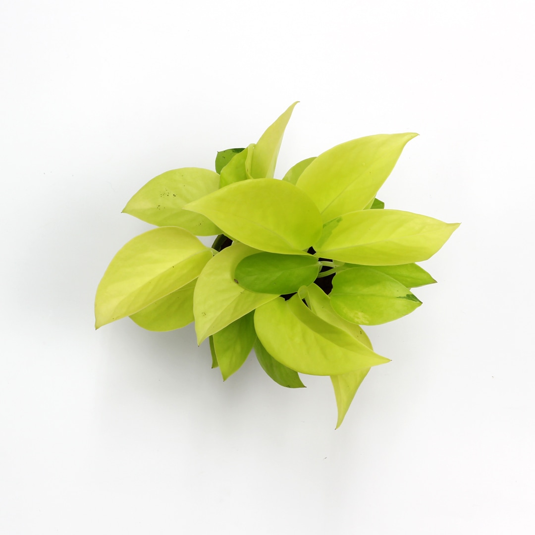 ポトス☆ライムコンパクト☆鉢苗☆9272 観葉植物】ポトス ライム 4.5寸吊