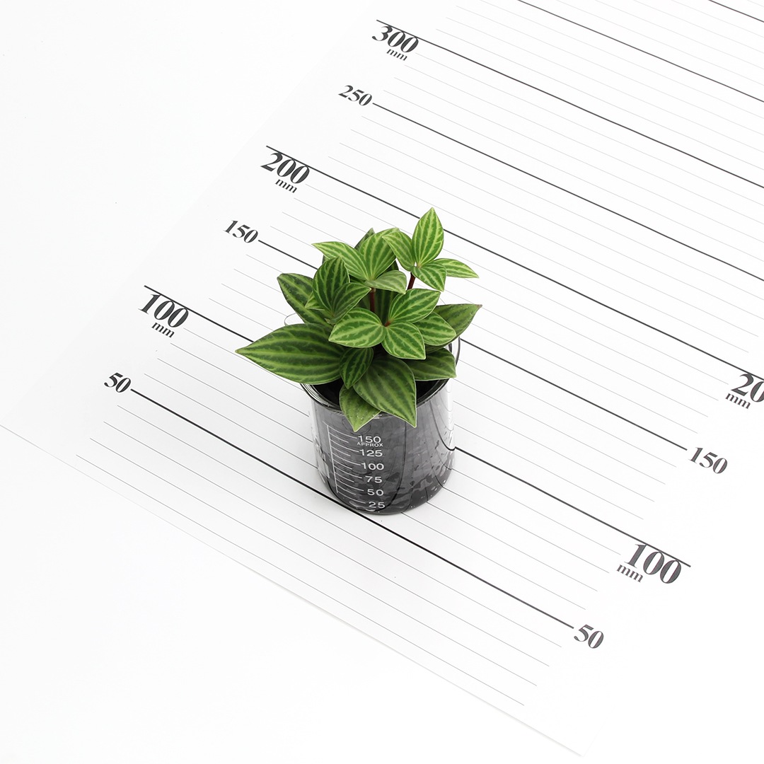 プチビーカーM150ml　炭植え【ペペロミア　プテオラタ】