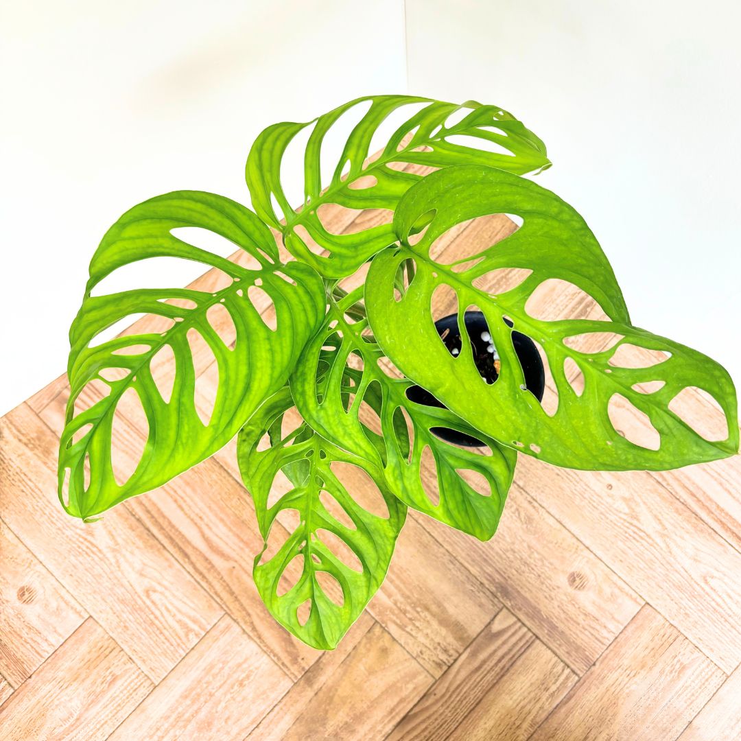 モンステラ祭り✨】モンステラ エスケレート 希少 レア 人気‼️ 【公式