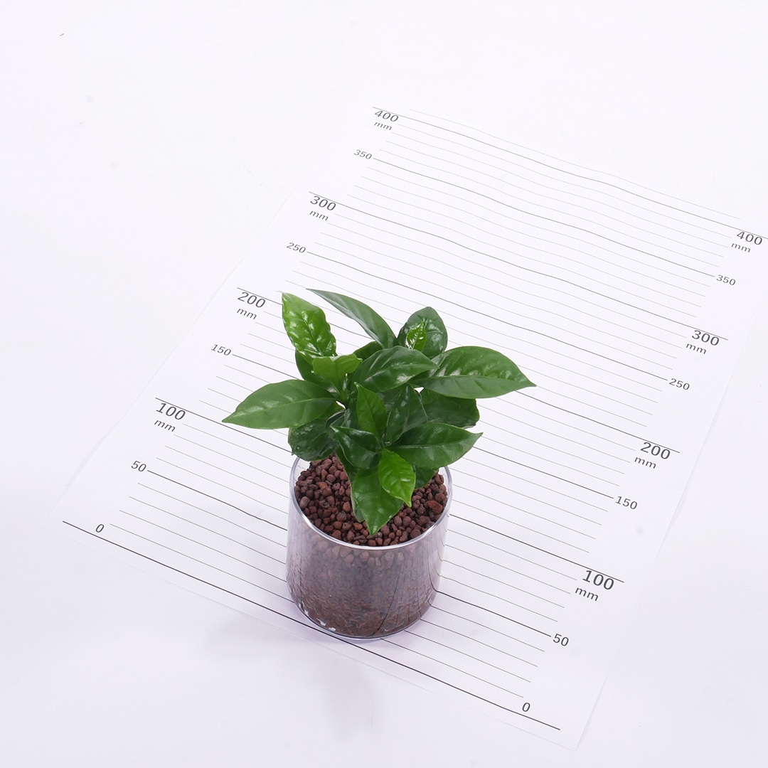 サークル80 ハイドロコーン植え【コーヒーの木】