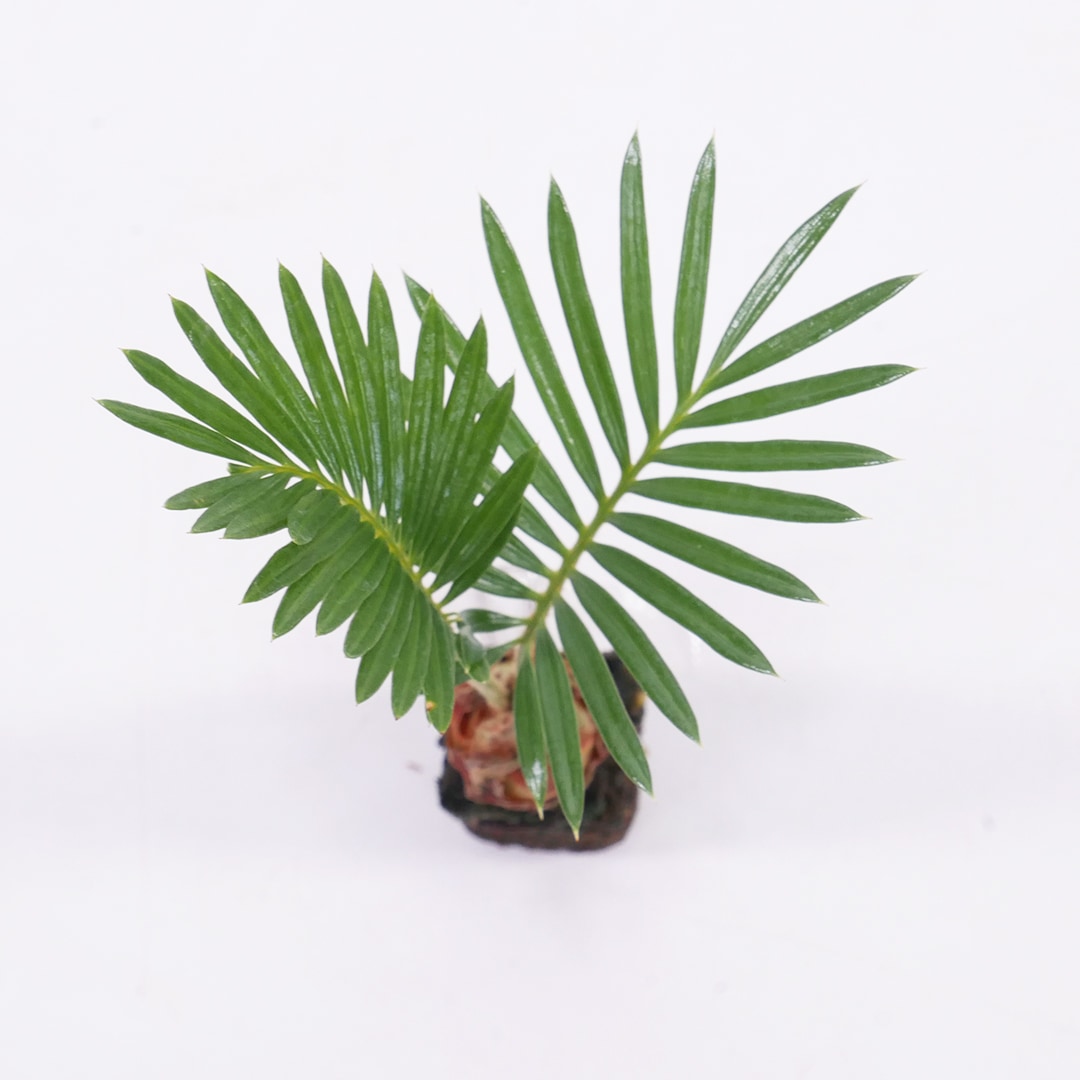 オアシス苗 ソテツ