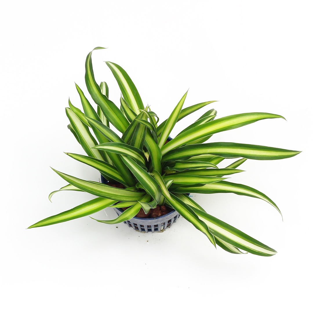 リトル苗（4.5Φ・1.5号）ナカフヒロハオリヅルラン(黄緑タイプ) | 商品 