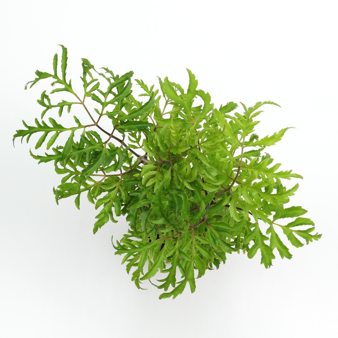 キュート苗（6Φ・2号）ポリシャス　フィリシフォリア