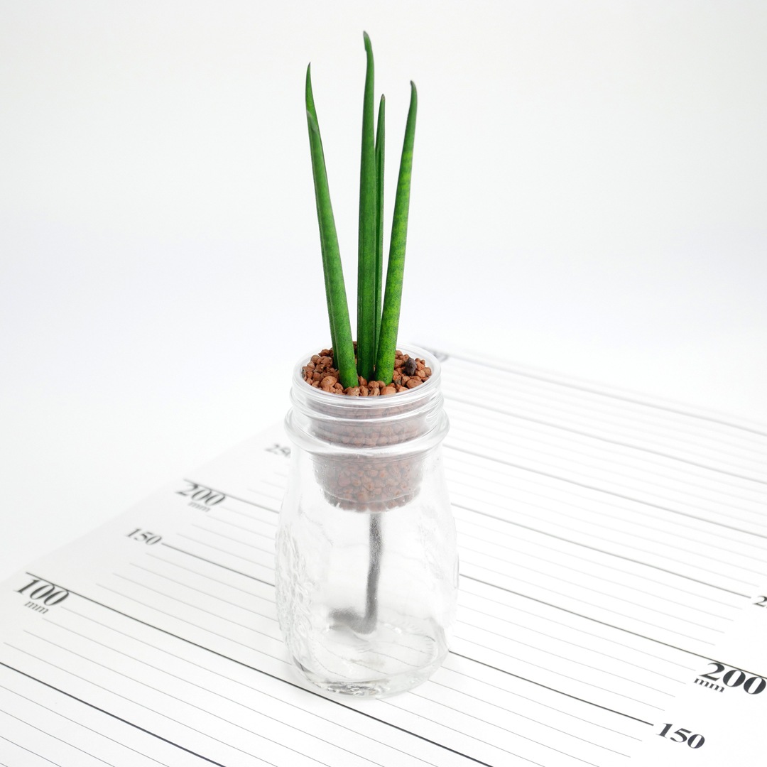 【廃番】ウォータリウム　ロコ　ハイドロコーン植え【サンセベリア バキュラリス】