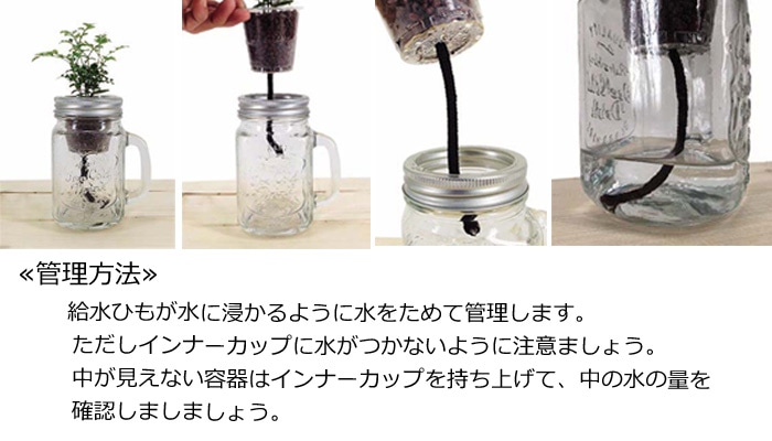 【廃番】ウォータリウム　ロコ　ハイドロコーン植え【サンセベリア バキュラリス】