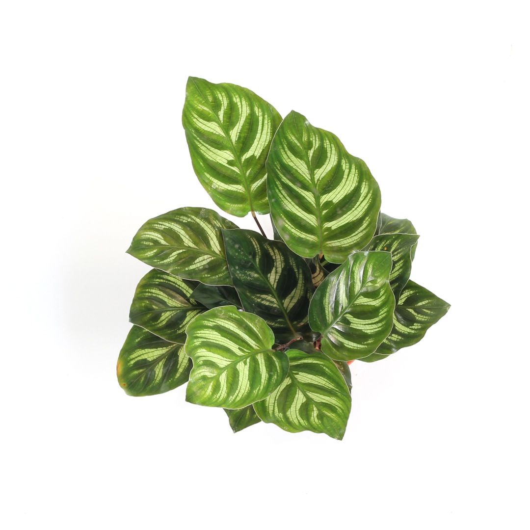 ハイミニ苗（9Φ・３号）カラテア　マコヤナ