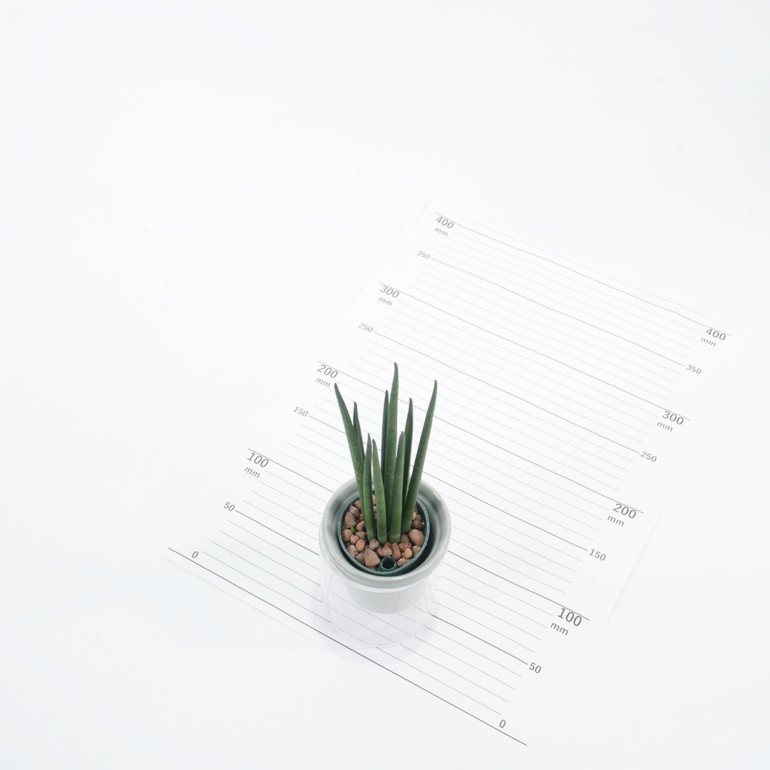 【色が選べる】NEOルーツ80【サンセベリア　バキュラリス】