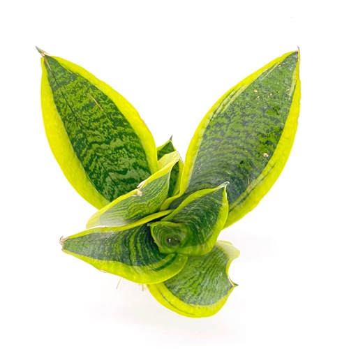 ハイミニ苗（9Φ・３号）サンセベリア フツーラ