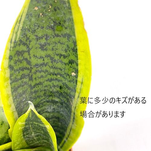 ハイミニ苗（9Φ・３号）サンセベリア フツーラ