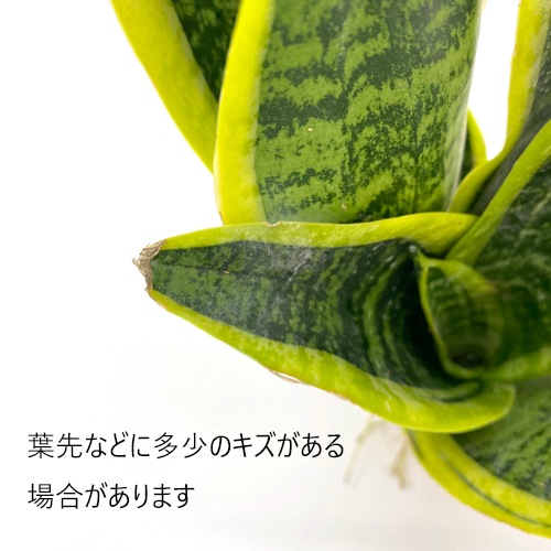ハイミニ苗（9Φ・３号）サンセベリア フツーラ
