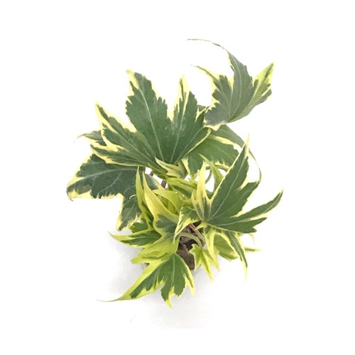 オアシス苗ヘデラ（アイビー） イエローリップル