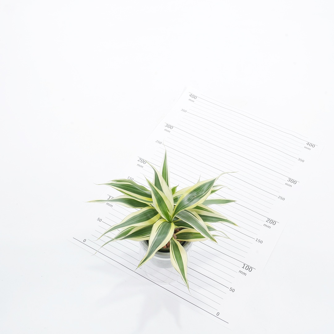 【色が選べる】NEOルーツ80【サンデリアーナ　ホワイト】