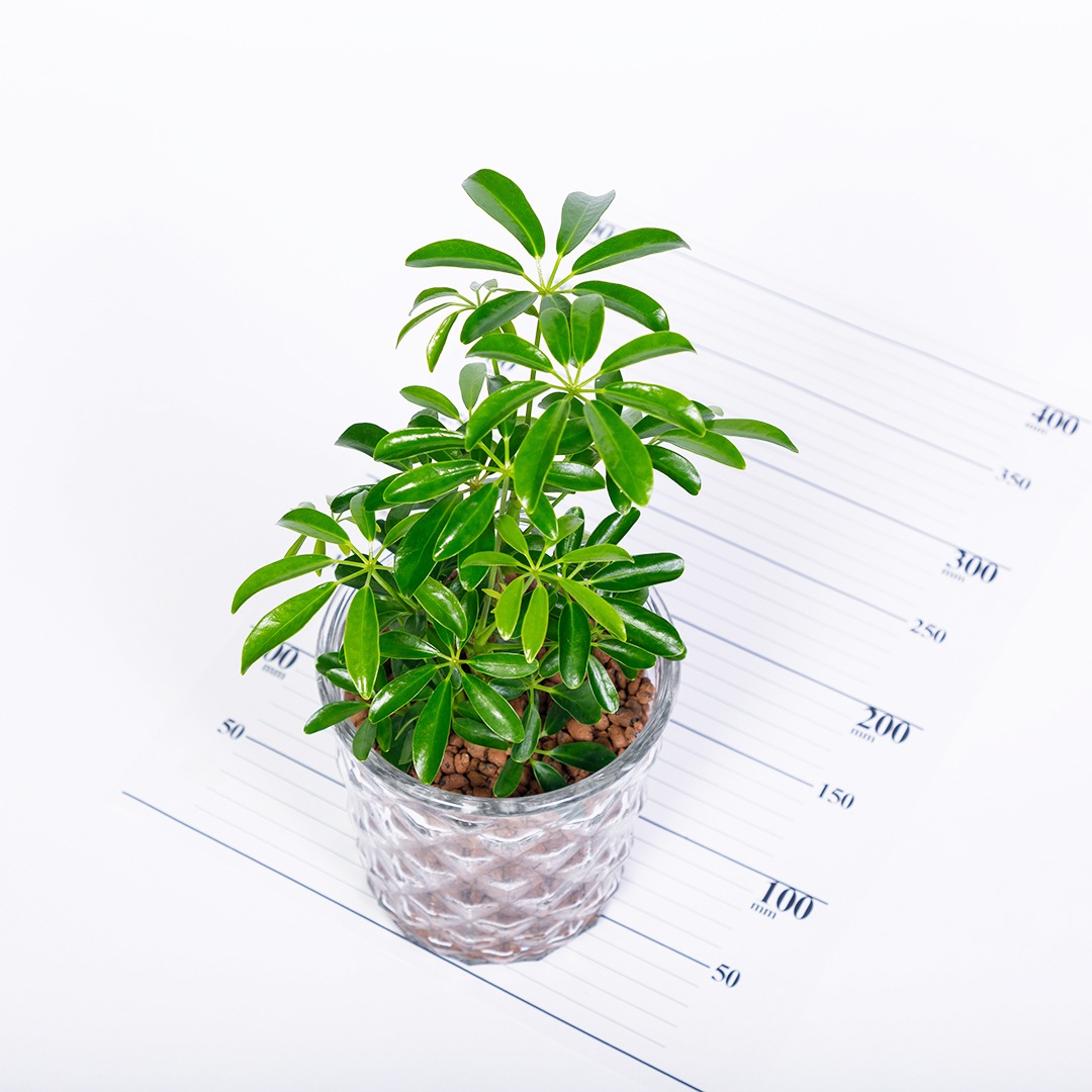 【鉢が選べる】レトロベース140　ハイドロコーン植え　【シェフレラ】