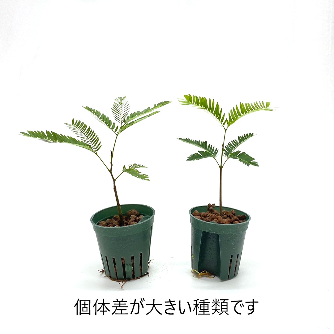 エバーフレッシュ2.0メートル エバーフレッシュ2.0メートル