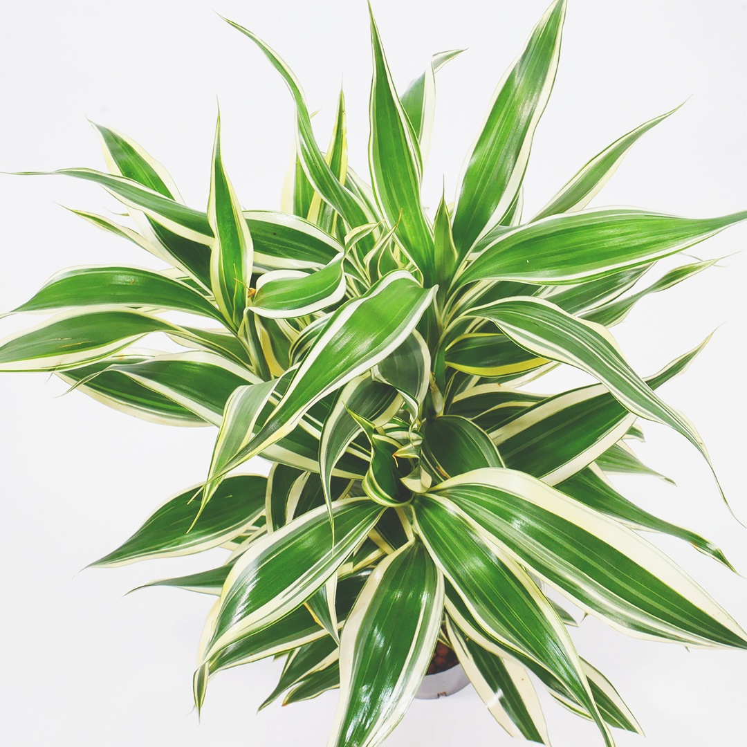 NS-4苗（12Φ・4号）サンデリアーナ　ホワイト