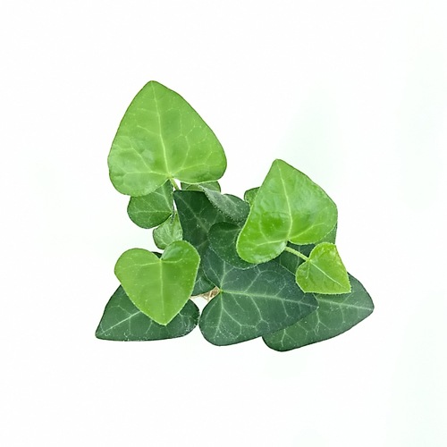 オアシス苗ヘデラ（アイビー） サーク